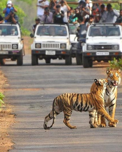a tiger running on a road