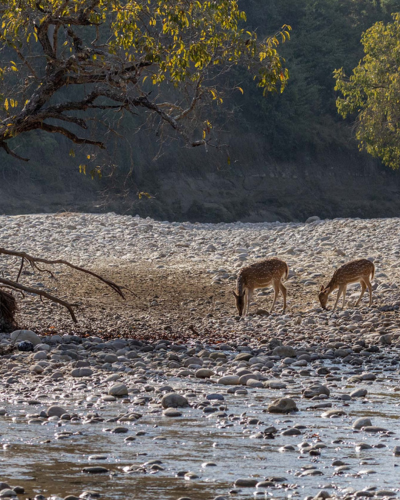 a group of deer grazing in a rocky area