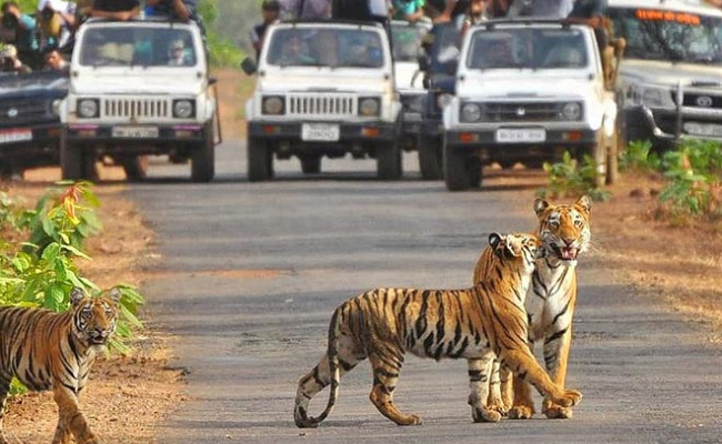 2 tigers on a road