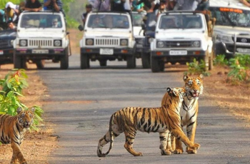 2 tigers on a road