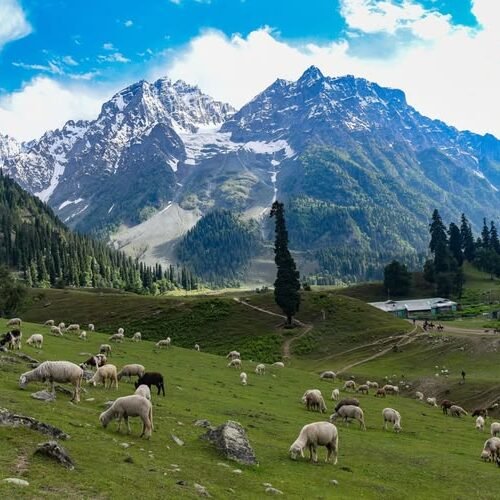 Baltal Valley