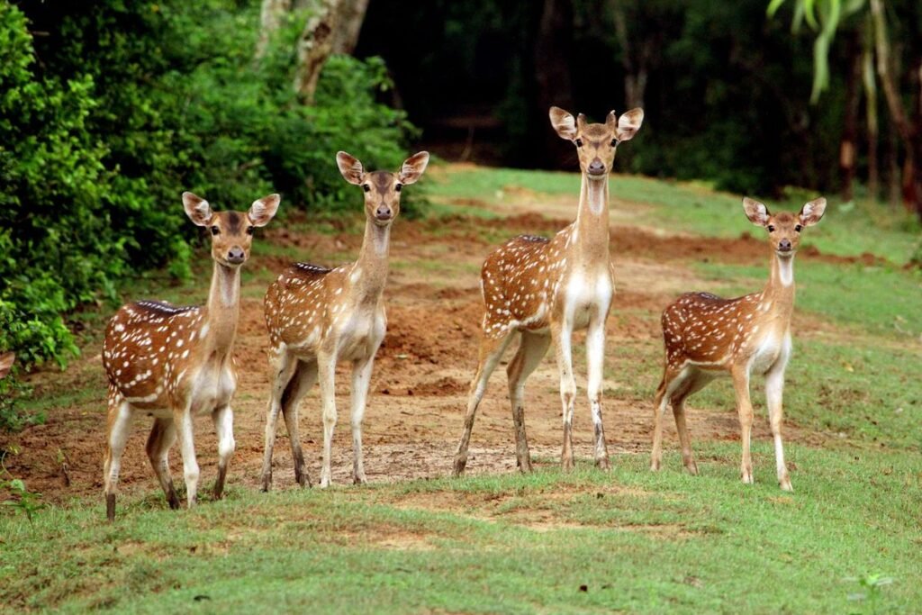 Jim Corbett