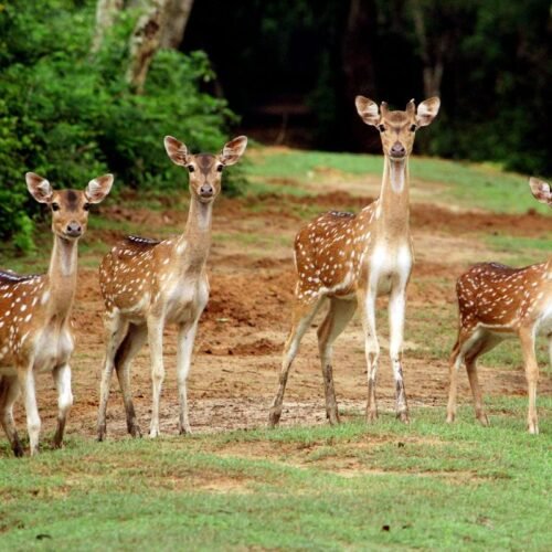 Jim Corbett