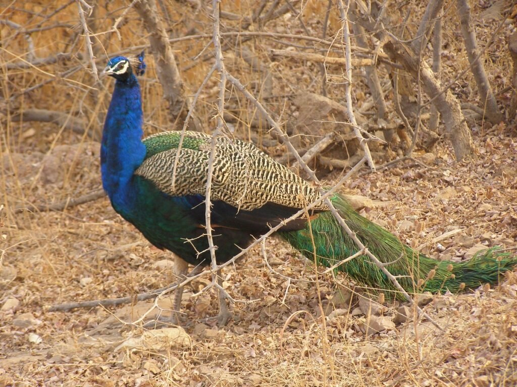 Jim Corbett