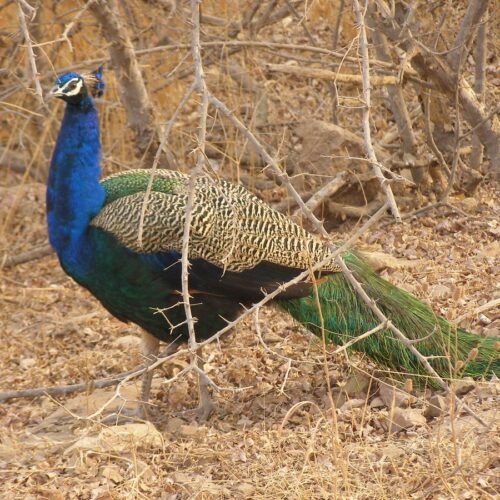 Jim Corbett