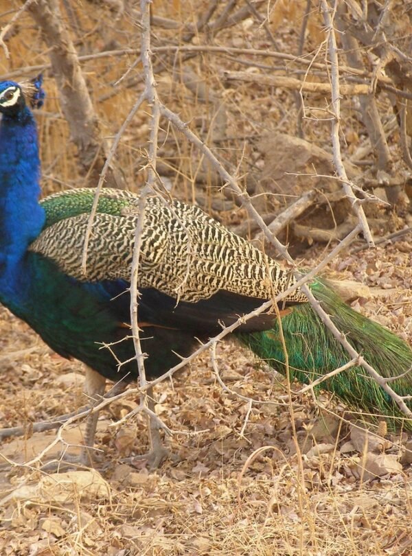 Jim Corbett