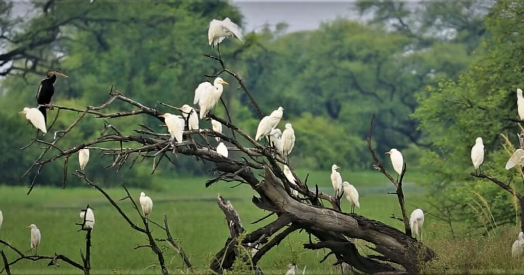 Jim Corbett