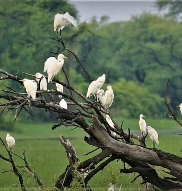 Jim Corbett