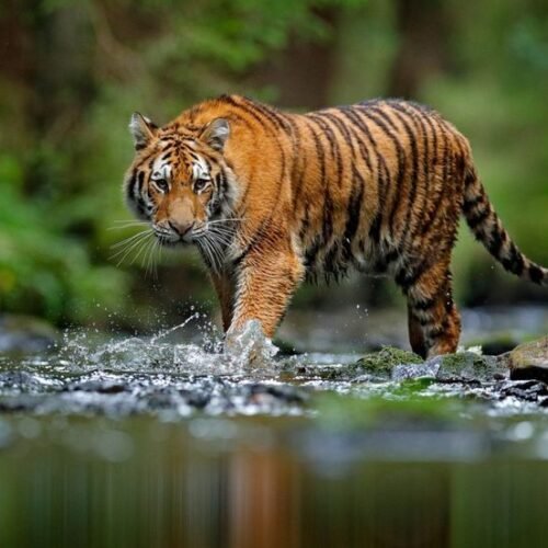 Jim Corbett