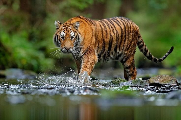 Jim Corbett