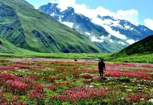 Valley Of Flowers